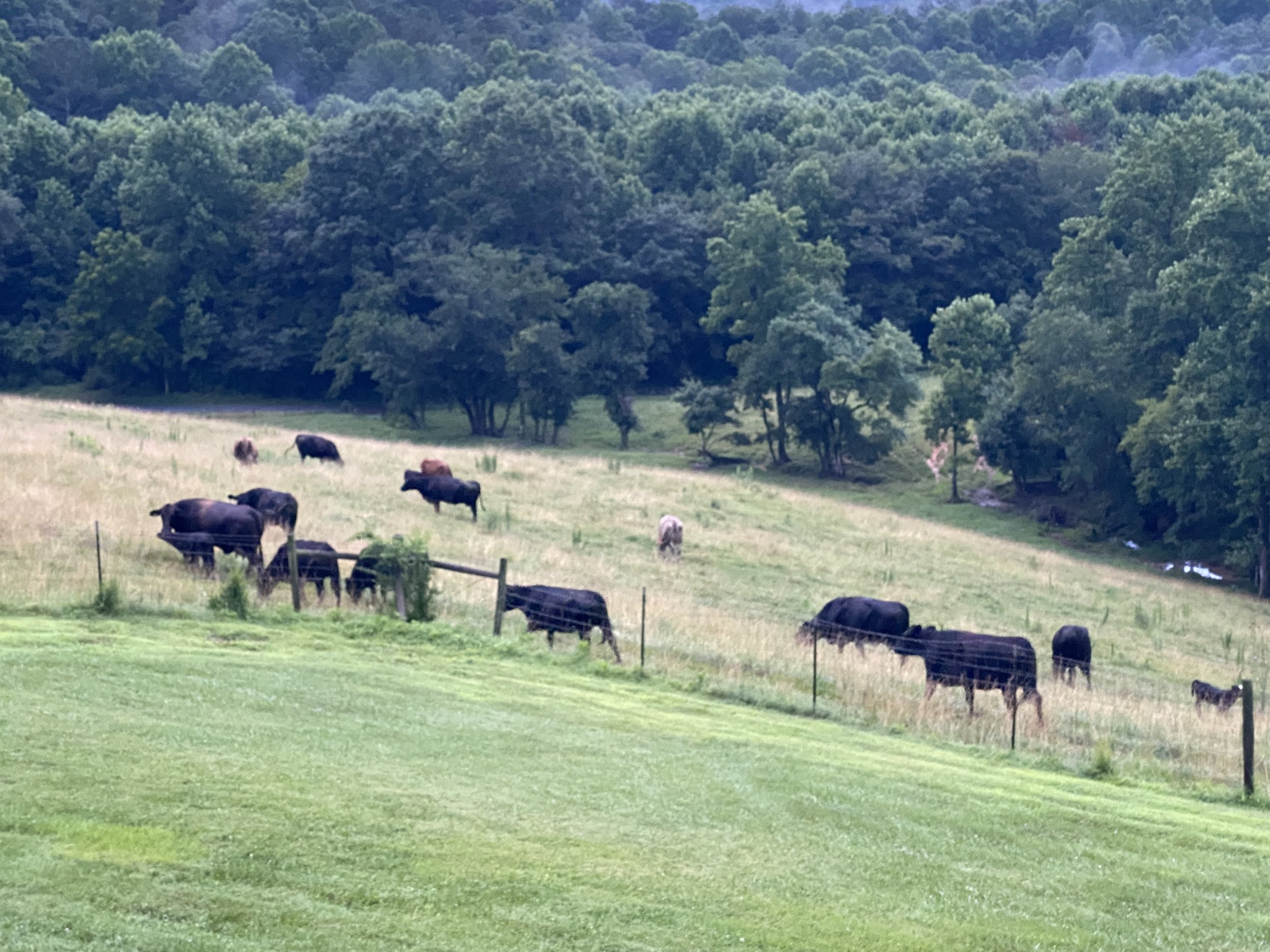 Herd of cattle grazing in a lush green pasture with a backdrop of trees and hills, showcasing a serene rural landscape.