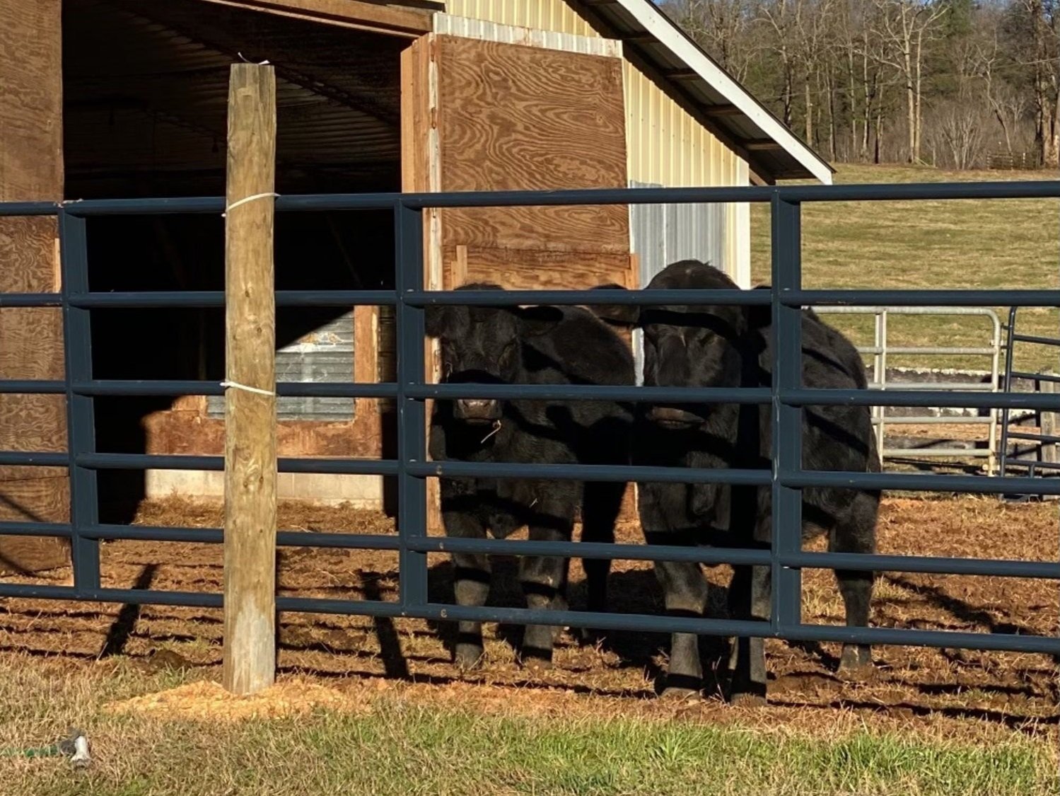 Two black cows stand near a wooden barn, partially visible through a blue metal fence on a sunny day. The background features a grassy field and trees, indicating a rural farm setting.